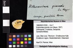 Foto (Objket + Etiketten) von Eodromites grandis (von Meyer, 1857) 